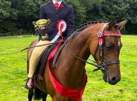 Stunning 12 2 show pony for full/ part loan