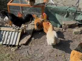 22 chickens for sale and 4 chicken coops runs job lot