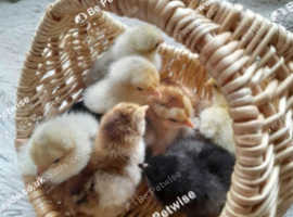 Day old Pekin Bantam chicks