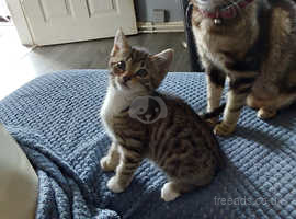 Beautiful playful kittens