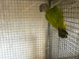Senegal parrot