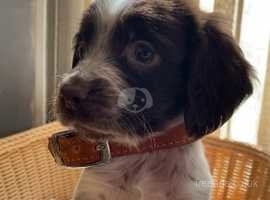 SPANIEL PUPPIES 5 girls available