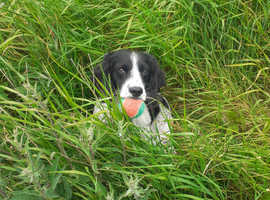 Springer spaniel
