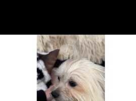 Pomeranian x Chinese Crested dogs for sale