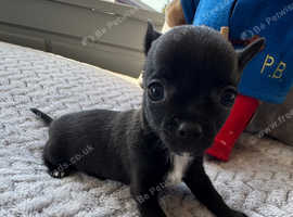 Chihuahua puppies