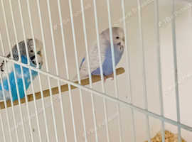 Budgies