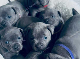 Staffordshire bull terriers