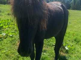 Falabella colt