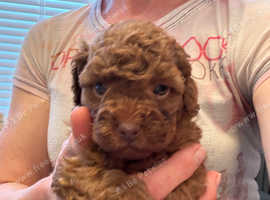 Health Tested Parents Red KC Reg Toy Poodles