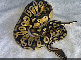 Ball pythons