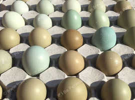 Fresh Pheasant eggs for sale