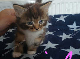 Adorable fluffy kittens lower price