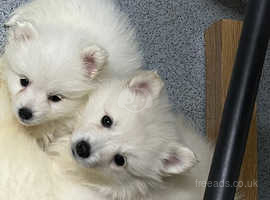 Japanese Spitz puppies ready now