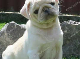 Baby pug