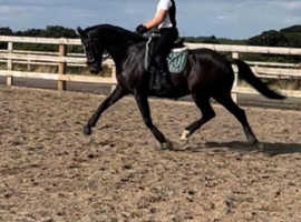 Schooling/ Training/ Sales & Holiday Livery