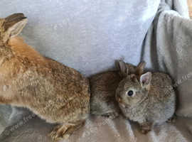 2 Netherland Dwarfs