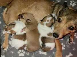 Chihuahua puppies