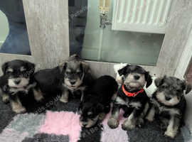 Minature schnauzer puppies looking for forever homes
