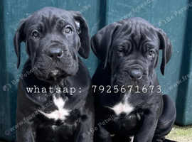 Big-Boned Black Cane Corso Puppies - 1 Girl & 3 Boys Left!