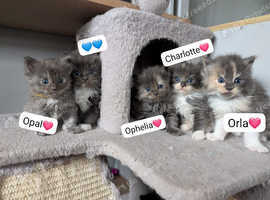Maine coon ragdoll kittens