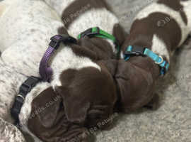 German Shorthaired Pointer Puppies