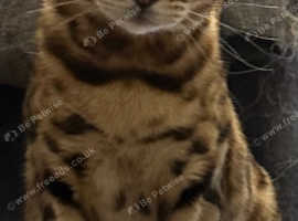 LOST BENGAL CAT - PLEASE HELP!