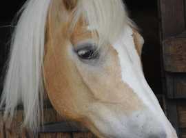 Beautiful mare