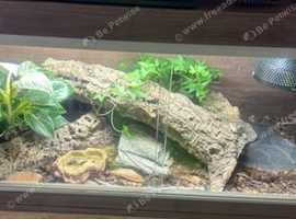Jewelled lacerta Lizard Pair For Sale