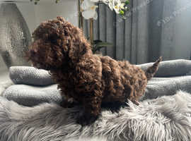 Chocolate toy poodle puppy