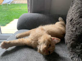 Fluffy ginger kitten in need of a new home