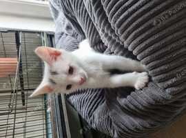Russian white kitten