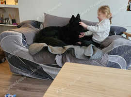 Black german shepherd