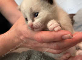 Ragdoll kittens for sale.