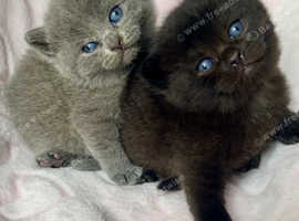 Beautiful Bsh Kittens (READY 8TH JUNE)