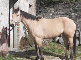 Buckskin quarter horse
