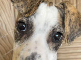 Girl lurcher pup for rehoming beautiful colours and markings