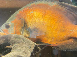 Various fish for Sale closing down Tank