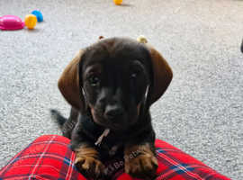 REDUCE **Ready now. Dachshund cross yorkie terrier puppies