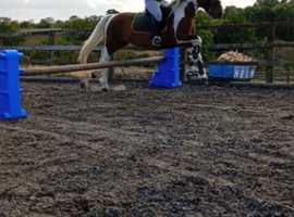 Riding mare 14.3 8 years old
