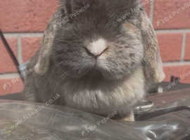 Mini lop doe