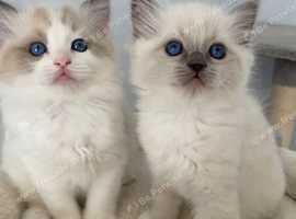 TICA REGISTERED PUREBRED RAGDOLL KITTENS AVAILABLE