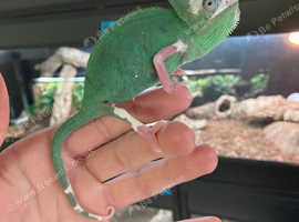 Baby Yemen Chameleons Normals & Pieds
