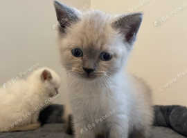 Ragdoll kittens