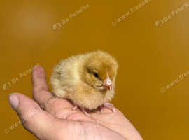 Beautiful chicks for sale