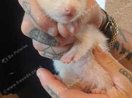 Micro cross standard albino kits