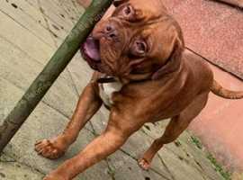 Dogue de Bordeaux