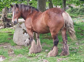 Traditional gypsy cob mare, silver bay, 14.3hh