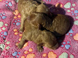 Kc reg Dna tested toy poodle puppies