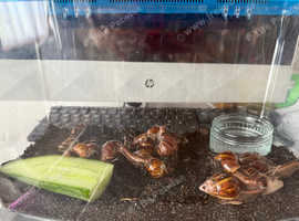 Giant African land snail babies free to a good home.