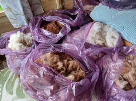 Alpaca fleeces for sale, various colours available
